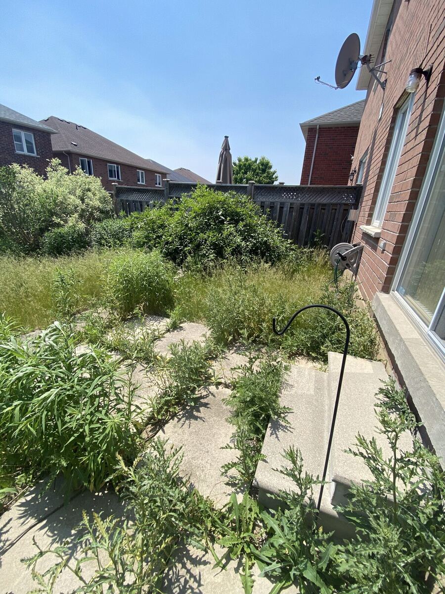 Before: Overgrown — O'Doherty's Property Services