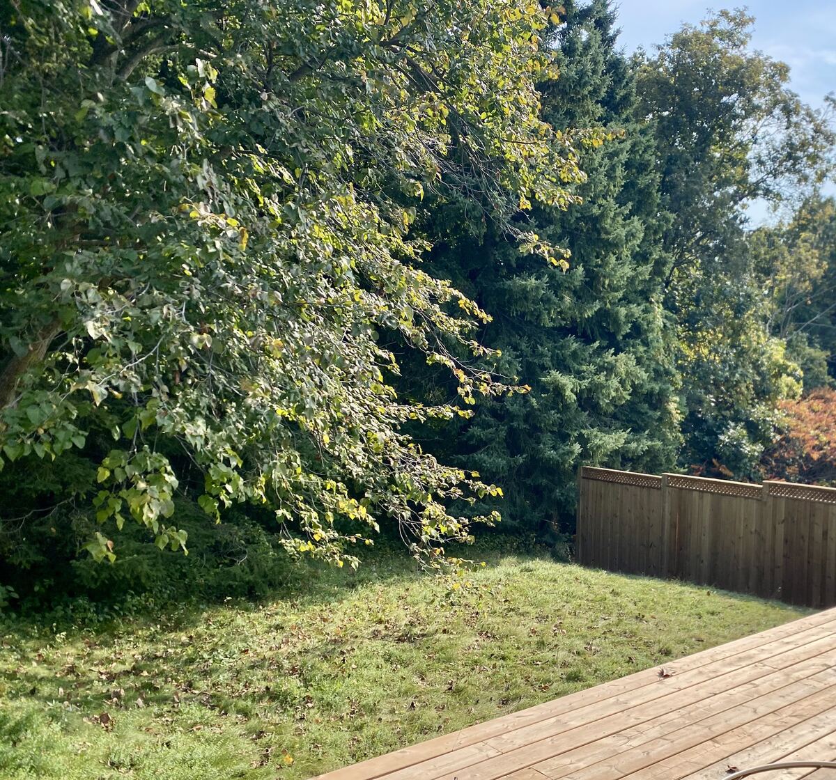 Before: Overgrown Tree — O'Doherty's Property Services