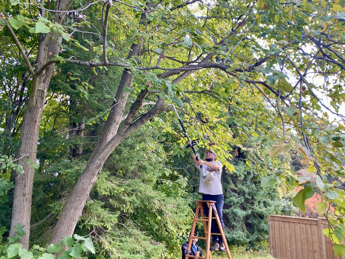 Tree Pruning — O'Doherty's Property Services