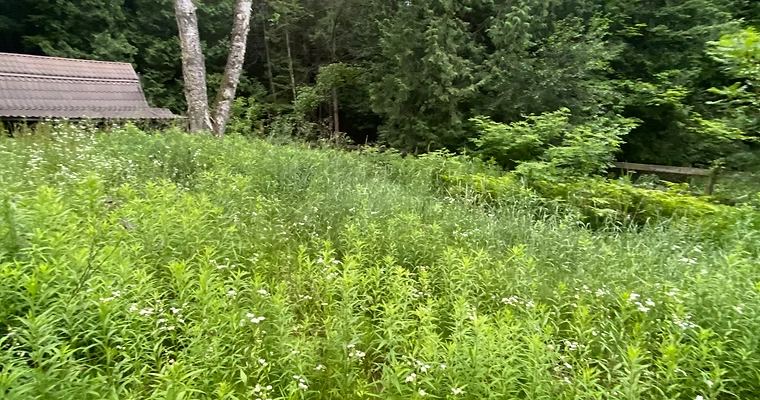 Before: Tall Weeds — O'Doherty's Property Services