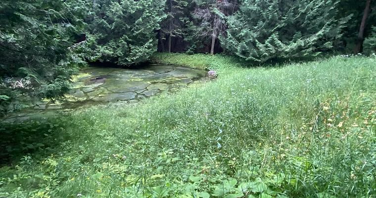 Before: Overgrown Wetland — O'Doherty's Property Services