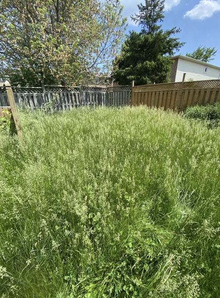 Backyard Restoration — O'Doherty's Property Services